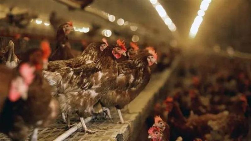 دجاج في مزرعة أمريكية