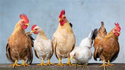 البانية ب165 جنيها .. أسعار الفراخ البيضاء اليوم الأحد 22 ديسمبر