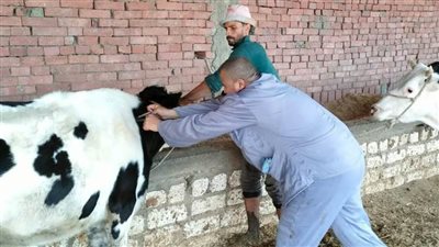 بالصور.. بورسعيد تواصل تحصين الماشية ضد الحمى القلاعية وحمى الوادي المتصدع