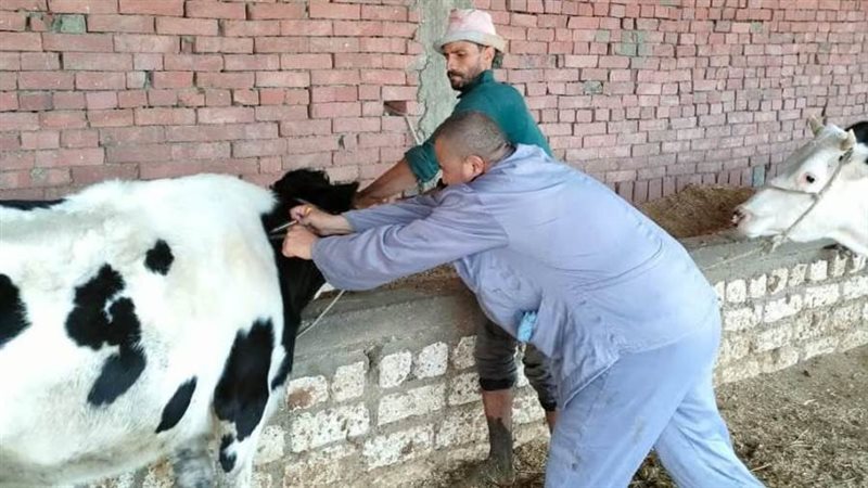 تحصين الماشية ببورسعيد