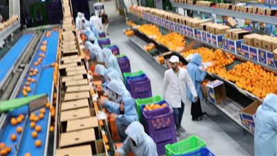 وزير الزراعة ونظيره الأردني ومحافظ البحيرة يتفقدون محطة ومزرعة تصدير موالح بالنوبارية