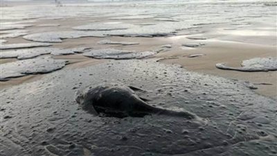 عاجل.. تفاصيل كارثة في قاع البحر الأسود