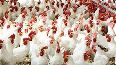 الفراخ البيضاء بـ85 جنيهًا.. أسعار الفراخ البيضاء اليوم الجمعة