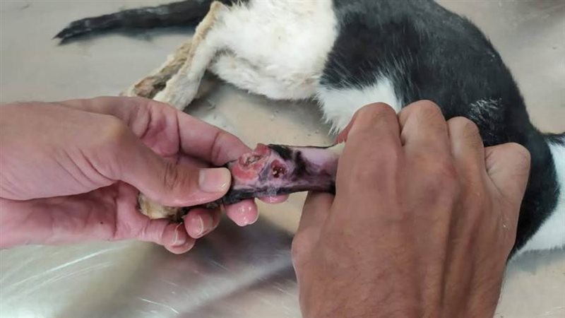 جانب من الجراحة للقط