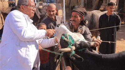 بيطري المنيا.. تحصين 2.5 مليون رأس ماشية وطائر ضد الأمراض خلال 2024 