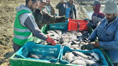 صيد 15 طنًا من أسماك المزرعة السمكية بالفرافرة وطرحها بأسعار مخفضة