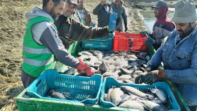 أسماك المزرعة السمكية