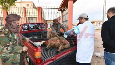 محافظ مطروح يوجه بتكثيف أعمال القوافل البيطرية المجانية