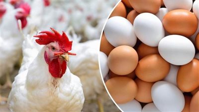 بعد الارتفاع الأخير.. أسعار الفراخ البيضاء والبيض اليوم الأحد