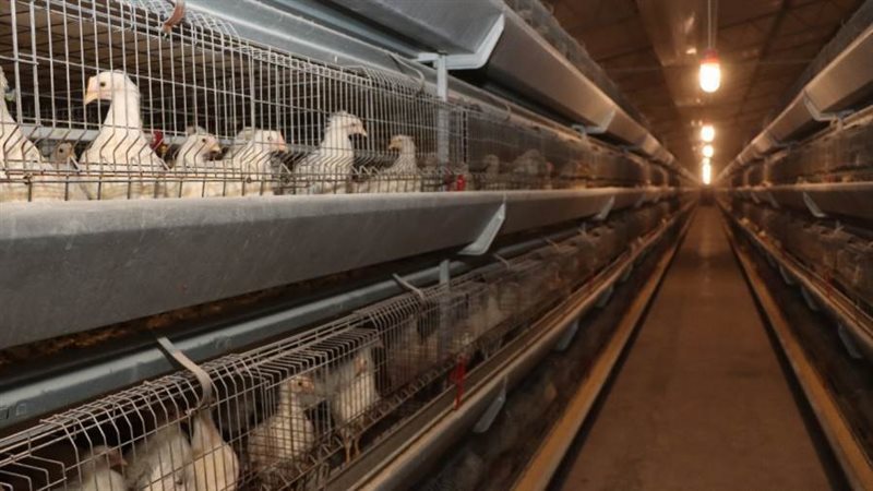 مشروعاات الدواجن