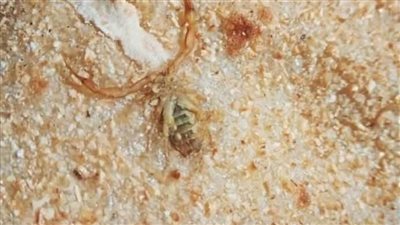 الوادى الجديد تصدر بيانا حول العثور على عقرب برغيف الخبز  