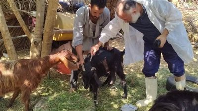 محافظ الإسماعيلية يتابع نشاط مديرية الطب البيطري للحفاظ على الثروة الحيوانية والداجنة