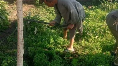 زراعة 45 ألف شجرة بالمنيا ضمن المرحلة الثانية لمبادرة «100 مليون شجرة»