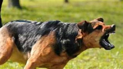 إصابة 12 شخصًا عقرهم كلب بملوي جنوب المنيا