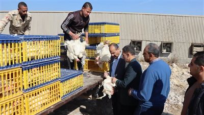 سكرتير بني سويف يتفقد مشروعات الدواجن لتوفير البيض والطيور