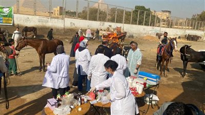 محافظة الجيزة: علاج 1720 رأسا ضمن البرنامج الوطني 