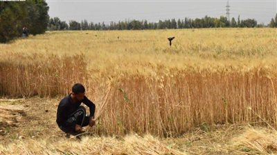 محافظ أسيوط يثمن دور المشاركة المجتمعية في تطوير وزراعة 150 فدانا من محصول القمح بمزرعة الوادي