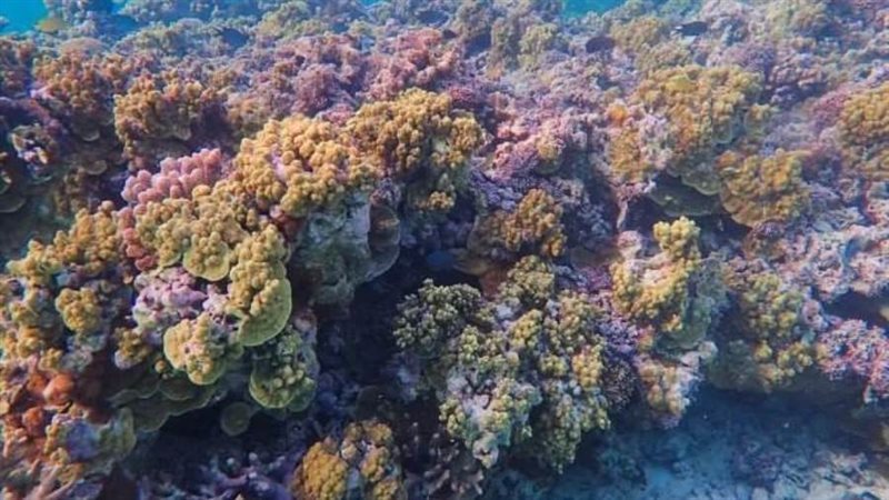 شعاب مرجانية