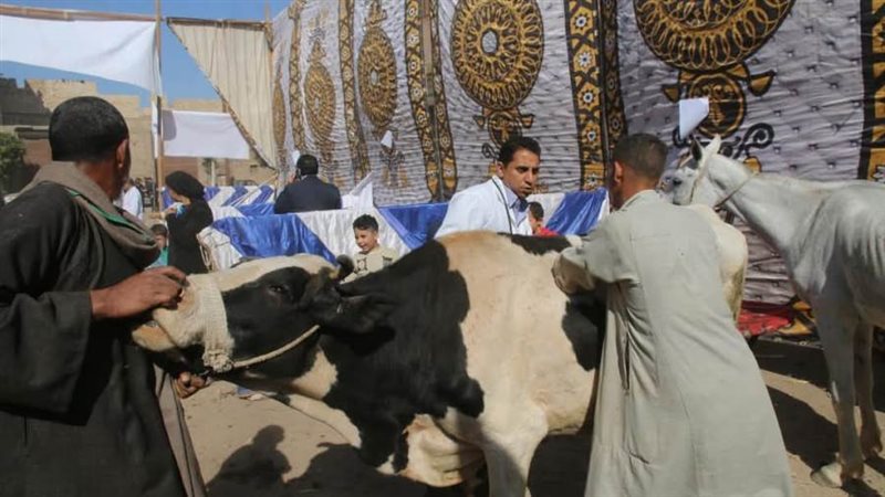 تحصين رؤوس الماشية