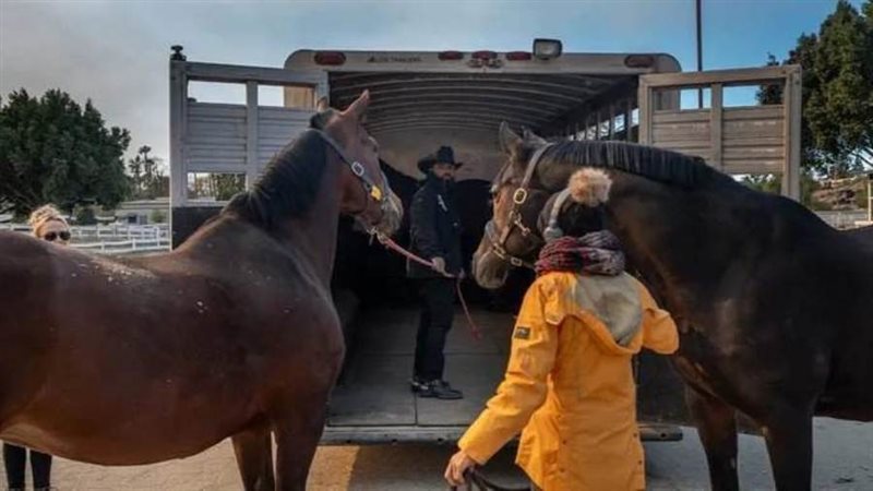 سافي ينقذ الخيول