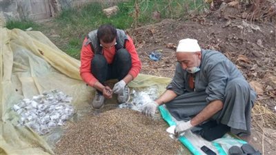 بالصور..  حملة موسعة لمكافحة القوارض لحماية محصول القمح بنطاق 3 مراكز بالبحيرة 