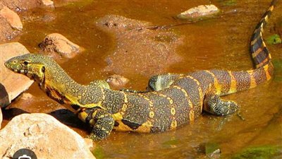 عاجل..العثور علي ورل نيلي ..ووزيرة البيئة تطمئن المواطنين