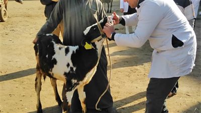 تحصين 73 ألف رأس ماشية ضد الجلد العقدي وجدري الأغنام بالغربية 