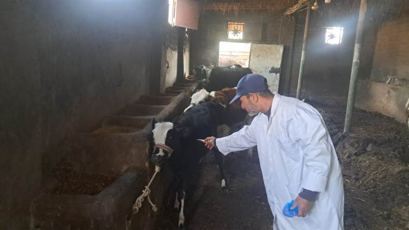 تحصين ماشية بالغربية