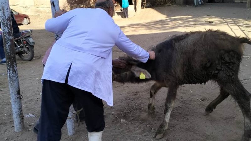 تحصين ماشية