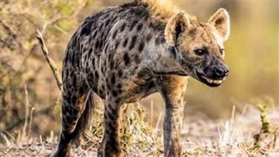 عاجل| الضبع المرقط يثير الجدل بظهوره في مصر.. بعد غياب 5000 سنة