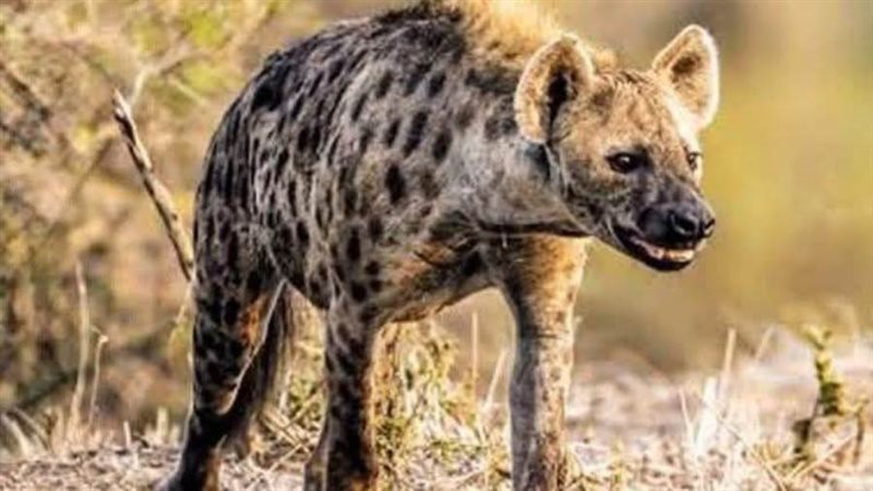 الضبع المرقط