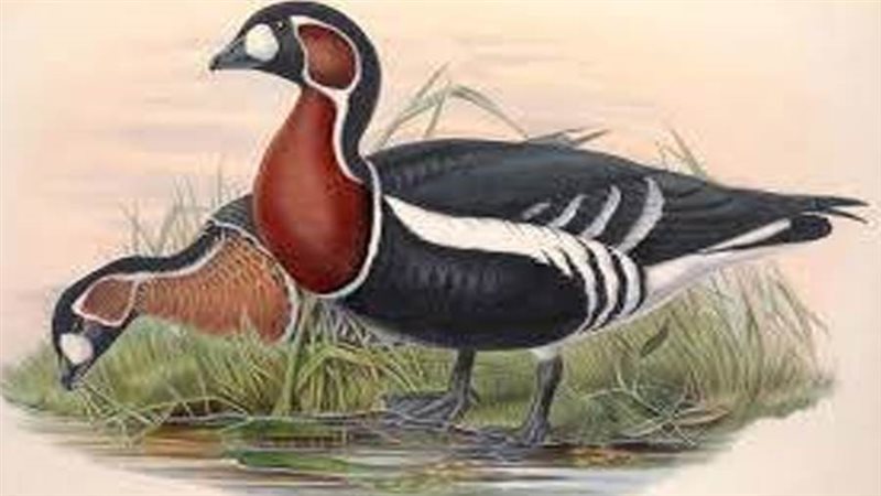 برانتا روفيكوليس