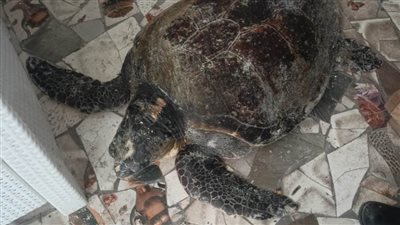 تفاصيل العثور علب سلحفاة بحرية كبيرة الحجم بالإسكندرية