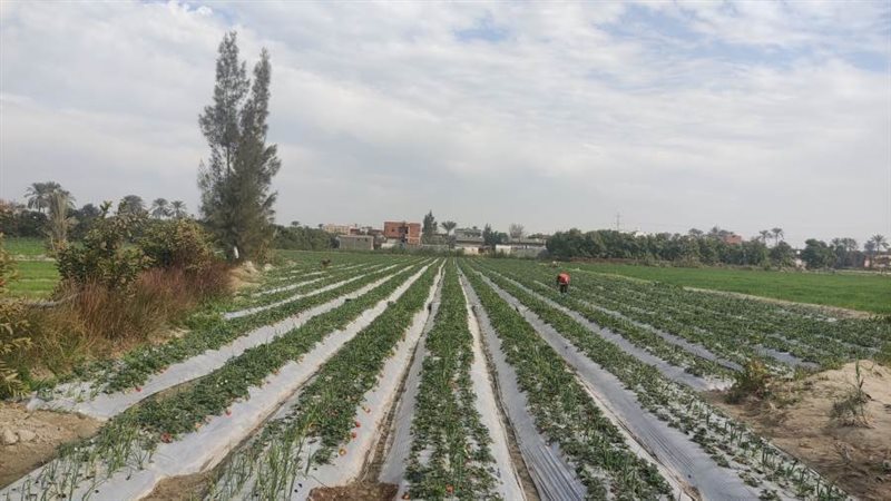 بوابة روز اليوسف