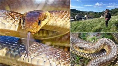 عاجل.. ثعابين طولها متران تغزو المملكة