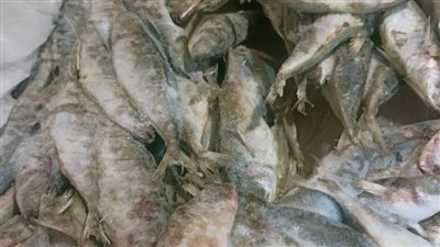 محافظ الإسماعيلية يتابع نشاط مديرية الطب البيطري للحفاظ على الثروة الحيوانية والداجنة