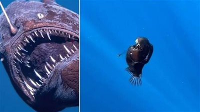 عاجل| صورة لأول مرة.. سمكة 