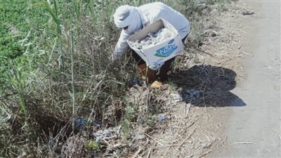 زراعة البحيرة..  حملة مكافحة القوارض تستهدف صيانة وتحزيم 128725 فدانا 