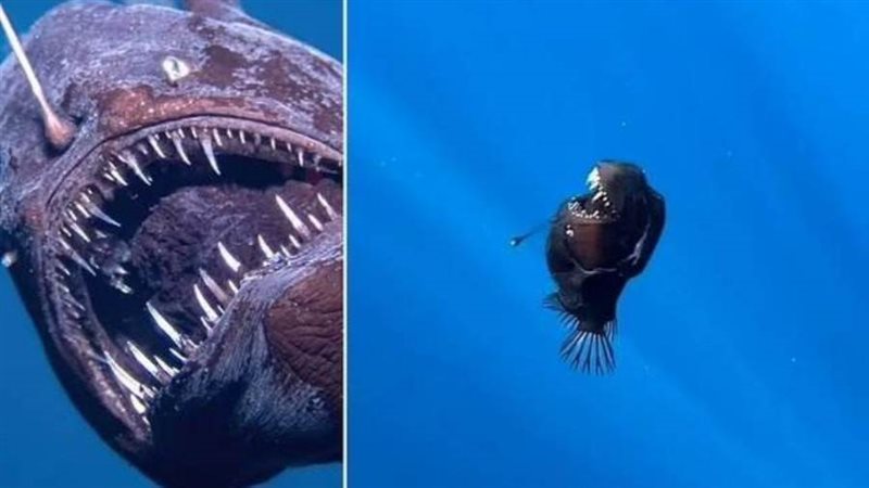 سمكة الشيطان