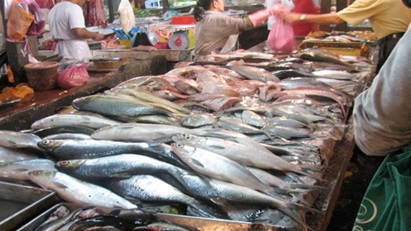 أسعار السمك اليوم