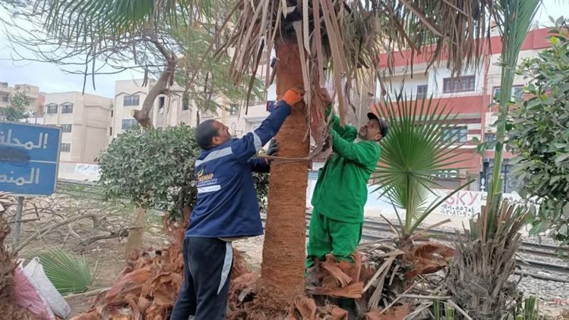 جانب من أعمال التشجير