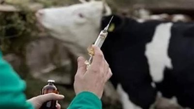 تحصين 125 ألف رأسا للوقاية من الجلد العُقدي وجُدرى الضأن ببني سويف