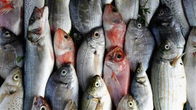 سعر الأسماك اليوم في سوق العبور