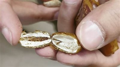 ضبط طن بلح جاف غير صالح للاستهلاك الآدمي بحملة على الهايبرات بالقليوبية 