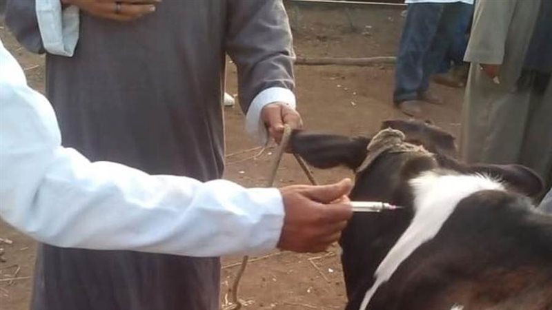 تحصين ماشية