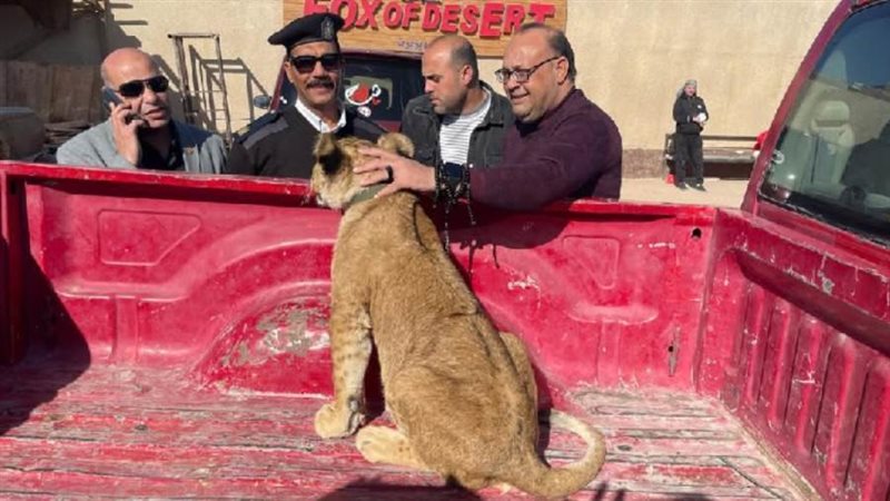 شبل الاسد المضبوط