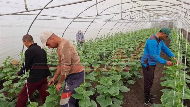 توصيات فنية