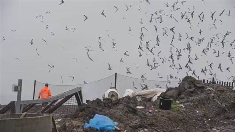 طيور النورس