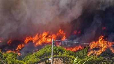    حرائق الغابات في اليابان تواصل الانتشار وتلتهم 1800 هكتار من الأراضي