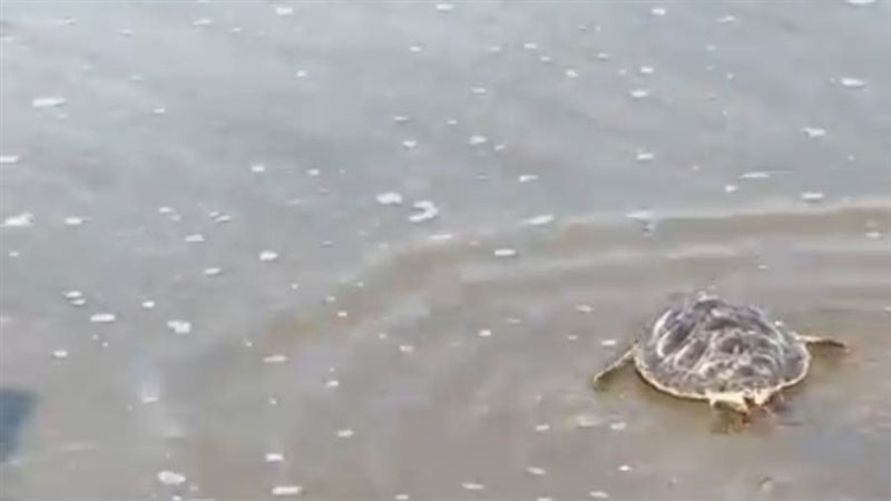 السلحفاة عز